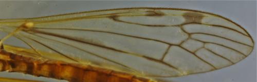 Limonia dilutior